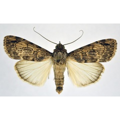 /filer/webapps/moths/media/images/A/aspera_Tachosa_A_NHMO.jpg