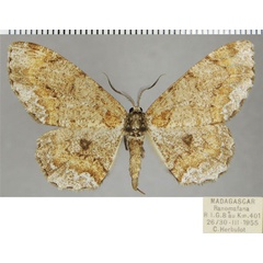 /filer/webapps/moths/media/images/O/opisthommata_Colocleora_AF_ZSM.jpg