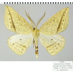 /filer/webapps/moths/media/images/M/maeviaria_Epigynopteryx_AM_ZSMa.jpg