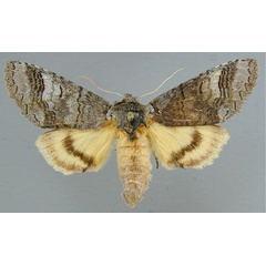 /filer/webapps/moths/media/images/C/catocaloides_Catochria_A_RMCA.jpg
