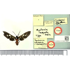 /filer/webapps/moths/media/images/C/cerberella_Syntomis_HT_BMNH.jpg