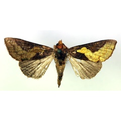 /filer/webapps/moths/media/images/F/florina_Trichoplusia_A_RMCA.jpg