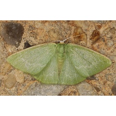 /filer/webapps/moths/media/images/G/germana_Comostolopsis_AF_Heyns.jpg
