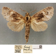 /filer/webapps/moths/media/images/F/fuscibasis_Cossus_STF_BMNH_03.jpg
