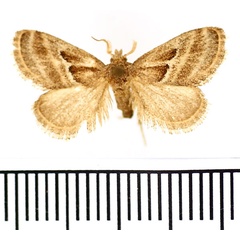 /filer/webapps/moths/media/images/T/tenuifascia_Halseyia_AM_BMNH.jpg