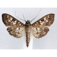 /filer/webapps/moths/media/images/G/gemmiferalis_Pyrausta_AM_Agassiz.jpg