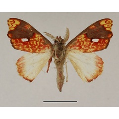 /filer/webapps/moths/media/images/E/erythrina_Lomadonta_AM_Basquin.jpg