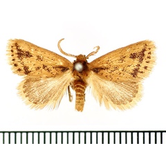 /filer/webapps/moths/media/images/F/fuscifusa_Macroplectra_AM_BMNH.jpg