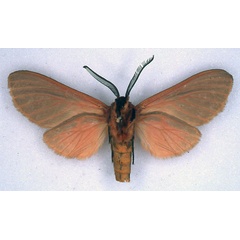 /filer/webapps/moths/media/images/T/titan_Metarctia_HT_BMNH_02.jpg