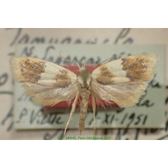 /filer/webapps/moths/media/images/O/oberthurella_Tanyzancla_HT_MNHN.jpg