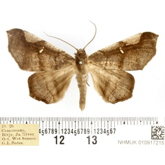 /filer/webapps/moths/media/images/C/costalis_Libystica_AM_BMNH.jpg