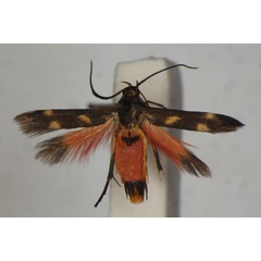 /filer/webapps/moths/media/images/J/jemensis_Eretmocera_A_BMNH.jpg