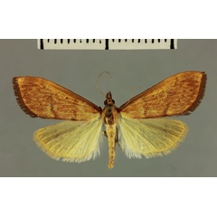 /filer/webapps/moths/media/images/E/elongalis_Crocidophora_AT_MNHN.jpg