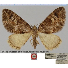 /filer/webapps/moths/media/images/F/fulvata_Eupithecia_HT_BMNH.jpg
