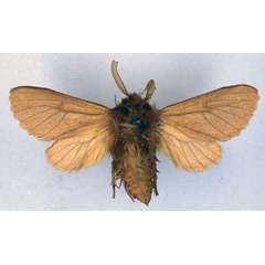/filer/webapps/moths/media/images/C/crassa_Automolis_HT_BMNH_01.jpg