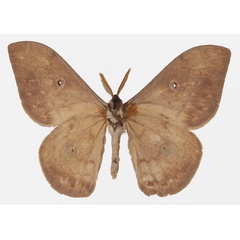 /filer/webapps/moths/media/images/O/oberthueri_Aurivillius_AM_Basquinb.jpg