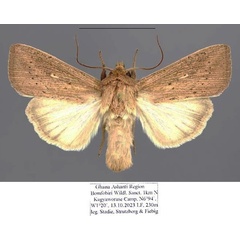/filer/webapps/moths/media/images/P/punctulata_Leucania_AM_Stadie.jpg