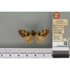 /filer/webapps/moths/media/images/A/albilunula_Dasychira_HT_BMNHa.jpg