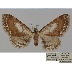 /filer/webapps/moths/media/images/J/jacksoni_Eupithecia_PTF_BMNH_01.jpg