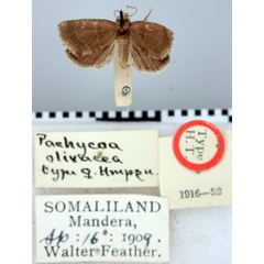 /filer/webapps/moths/media/images/O/olivacea_Pachycoa_HT_BMNH.jpg