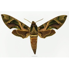 /filer/webapps/moths/media/images/N/nerii_Daphnis_AF_Basquina.jpg