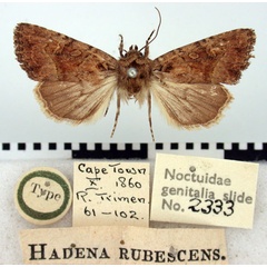 /filer/webapps/moths/media/images/R/rubescens_Hadena_HT_BMNH.jpg
