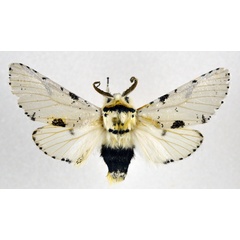 /filer/webapps/moths/media/images/S/spiritalis_Notocerura_AM_NHMO.jpg