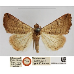 /filer/webapps/moths/media/images/D/daphoena_Eublemma_HT_NHMUK.jpg