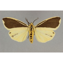 /filer/webapps/moths/media/images/S/scita_Epilacydes_AF_BMNH.jpg