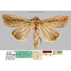 /filer/webapps/moths/media/images/L/leucosphaenoides_Leucania_HT_MNHN.jpg