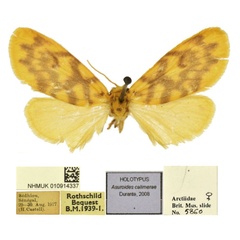 /filer/webapps/moths/media/images/C/calimerae_Asuroides_HT_BMNH.jpg