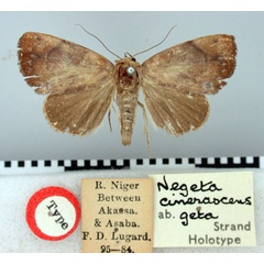 /filer/webapps/moths/media/images/G/geta_Negeta_HT_BMNH.jpg