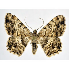 /filer/webapps/moths/media/images/M/multistrigata_Chiasmia_AF_NHMO.jpg