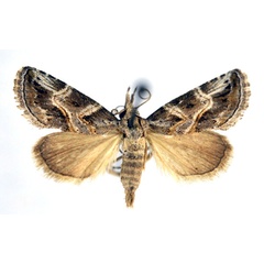 /filer/webapps/moths/media/images/A/albiscripta_Zekelita_AF_NHMO.jpg