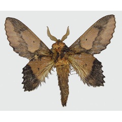 /filer/webapps/moths/media/images/P/picassoi_Sonitha_PT_MNHN.jpg