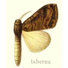 /filer/webapps/moths/media/images/T/taberna_Dasychira_HT_Hering_27b.jpg