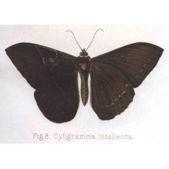 /filer/webapps/moths/media/images/I/intellecta_Cyligramma_HT_Keferstein.jpg