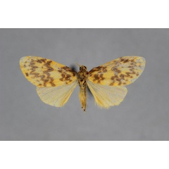 /filer/webapps/moths/media/images/I/indecisa_Afrasura_A_BMNH.jpg