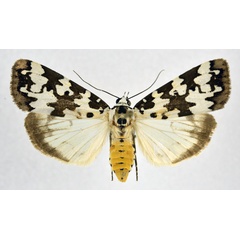 /filer/webapps/moths/media/images/S/serratula_Digama_AF_NHMO.jpg