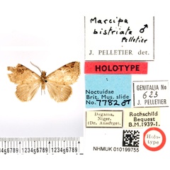 /filer/webapps/moths/media/images/B/bistriata_Marcipa_HT_BMNH.jpg