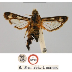 /filer/webapps/moths/media/images/U/ursipes_Melittia_HT_BMNH.jpg