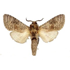 /filer/webapps/moths/media/images/H/henleyi_Cossus_ST_BMNH.jpg