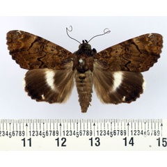 /filer/webapps/moths/media/images/P/pseudonatalensis_Nagia_AF_BMNH.jpg