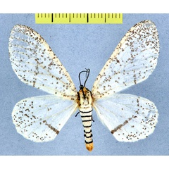 /filer/webapps/moths/media/images/M/myriostictus_Rhodophthitus_AM_MCNM.jpg