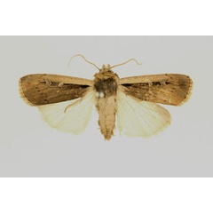 /filer/webapps/moths/media/images/L/leucogaster_Ochropleura_AF_RMCA_01.jpg