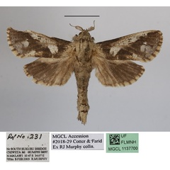 /filer/webapps/moths/media/images/Z/zambica_Zeuzeropecten_A_MGCLa_01.JPG