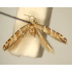 /filer/webapps/moths/media/images/C/catapasta_Spulerina_HT_TMSA6311.jpg
