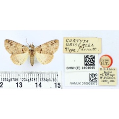 /filer/webapps/moths/media/images/G/griseacea_Cortyta_HT_BMNH.jpg