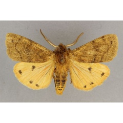 /filer/webapps/moths/media/images/F/fasciata_Carcinarctia_AM_BMNH.jpg
