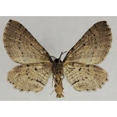 /filer/webapps/moths/media/images/M/minuata_Horisme_AM_ZSMb.jpg